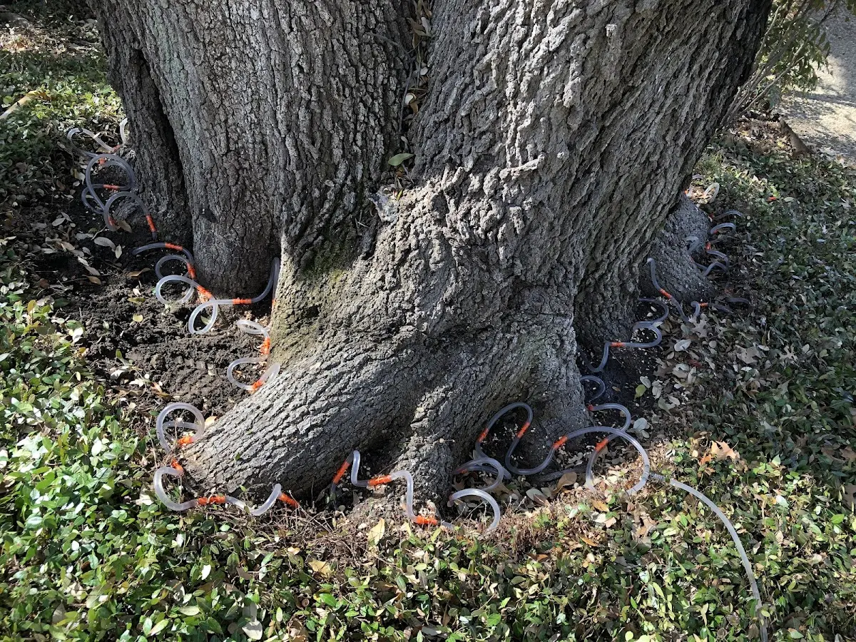 Detailed Tree Cabling and Bracing job site in Vanleer