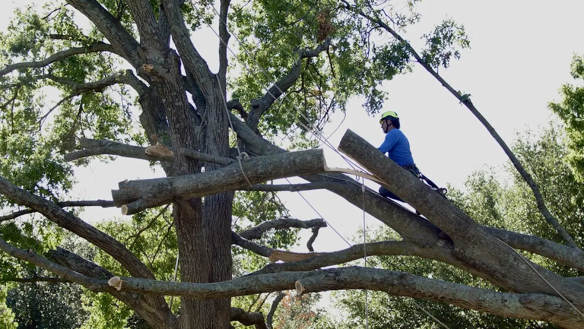 Professional Crown Thinning performed by certified arborists in Vanleer
